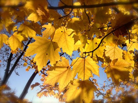 The poet presents the cycle of nature with a philosophical twist to express his ideas about the changing nature of beautiful objects. 😎 Nothing gold can stay by robert frost pdf. Nothing Gold Can Stay (poem). 2019-02-10