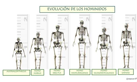 Mapa Clasificaci N Y Evoluci N De Los Hom Nidos Classification And