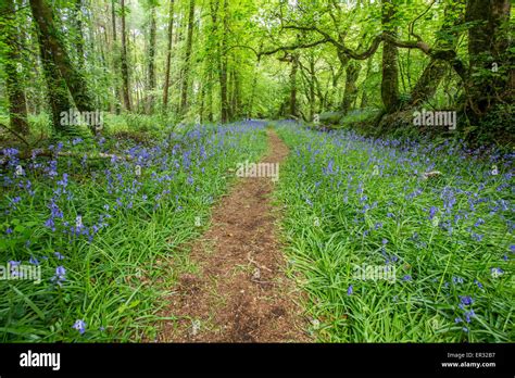 Blue Bell Path Way Through The Woods At Godolphin Cornwall England Uk