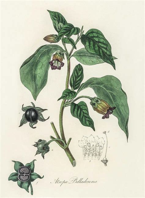 Deadly Nightshade Atropa Belladonna Illustration From Medical Botany