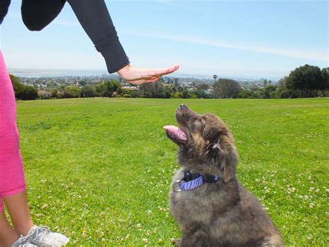 It took only a short few days. How Long Does It Take To Train A Puppy? | All Things Pups®