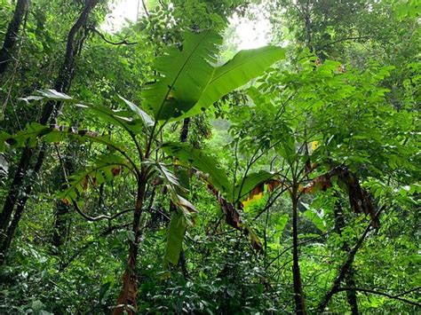 Tropical Rain Forest Moli Ruili Aktuelle 2021 Lohnt Es Sich