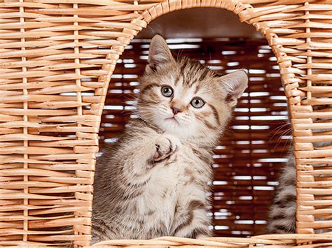 Bilder von katzen zum zeichnen. Babykatzen: Vorsicht, akuter Süßigkeitswahn!