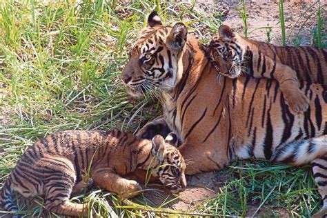 Sumatran Tigers A Case Of Being Pushed Out Of The Jungle And Into