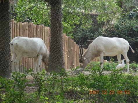The site owner hides the web page description. 木柵動物園