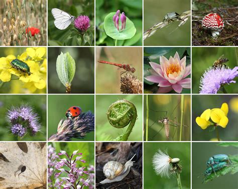 Biodiversity collage Association Santé Environnement France