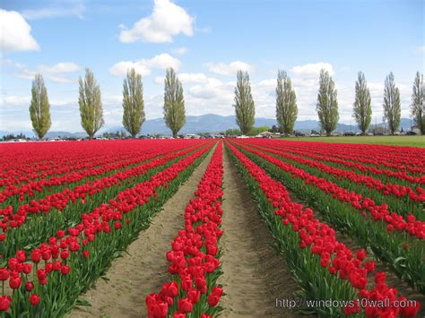 Tulip Fields Netherlands Awesome Wallpaper Windows 10