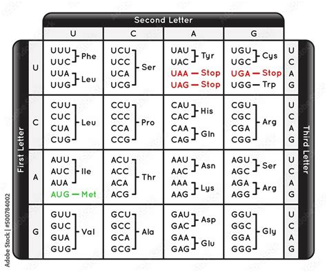 Printable Amino Acid Chart