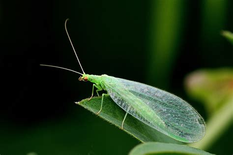 Check spelling or type a new query. Helping out the most helpful insects in your yard - Tagawa ...