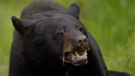 Aggressive Black Bear Euthanized In Michigan By Dnr