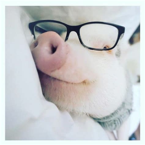 Pig Wearing Eyeglasses Pet Pigs Pigs Cute Animal Antics