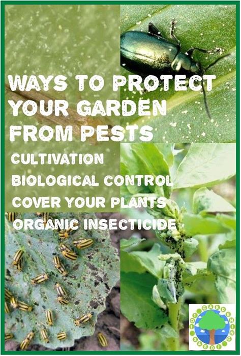 Chemical control of pests probably began with poisonous plant compounds. Pin on Natural Pest Control