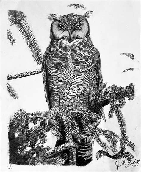 Great Horned Owl Jr Drawing By Jason Churchill Pixels