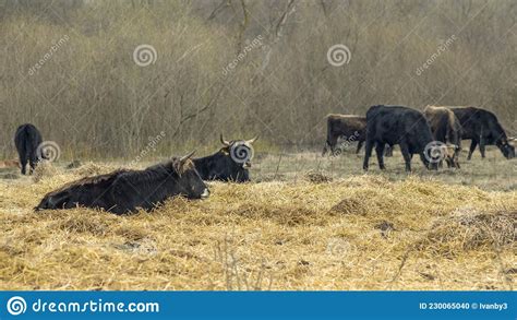 Wild Cows In Naked Pasture In Spring Cows Graze In Wild Pasture Among Dry Grass On A