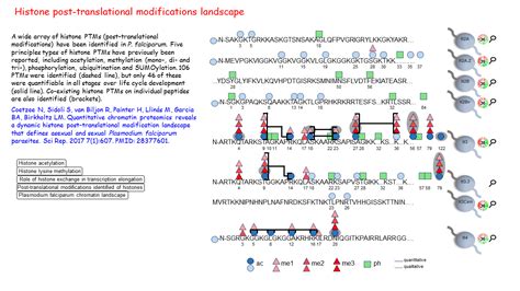 Mass modiﬁcation on undeﬁned amino acid residues of histones by shotgun proteomics using liquid. Histone post-translational modifications landscape