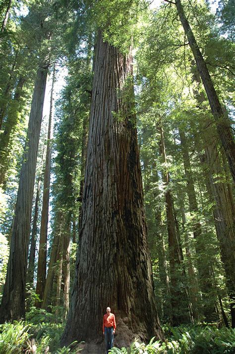 California State Tree California Redwood Tree