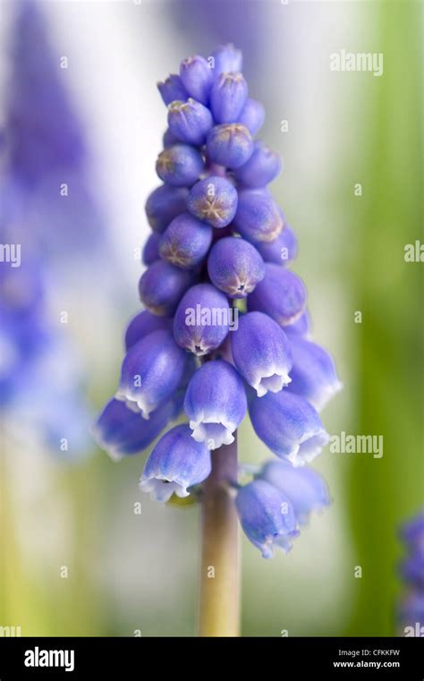 Single Muscari Or Grape Hyacinth Flower Stock Photo Alamy