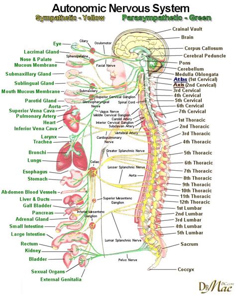 The autonomic nervous system has two parts: 21 best images about Nervous System Diagram for Kids on Pinterest | Human anatomy, Anatomy and ...