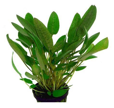 The grower only needs a portion of root with a notes: Cryptocoryne Wendtii Grün 5 cm Topf | aquaristic.net