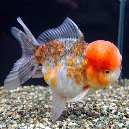 oranda goldfish on Tumblr | Oranda goldfish, Goldfish ...