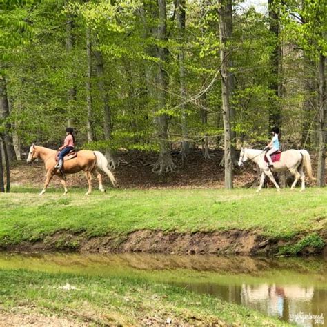 Basic Safety Tips For Trail Riding On Your Horse The Gingerbread Pony