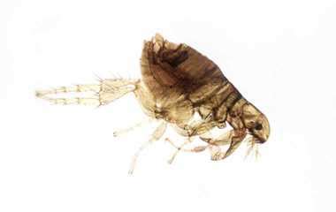 What Do Flea Droppings Look Like Miche Pest Control