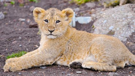 Best 30 Most Amazing Cute Lion Cub Pictures And Images Funnyexpo