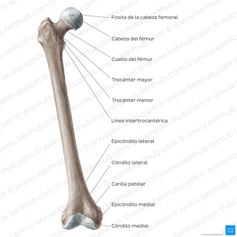 Fémur Anatomía Partes Músculos Kenhub