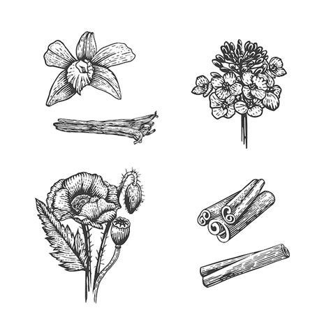 Premium Vector Vector Sketch Illustration Of Spices Hand Drawn