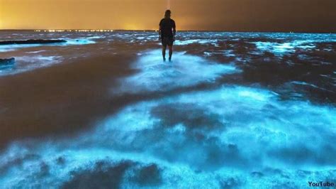 Video Breathtaking Bioluminescent Algae Filmed In Australia Coast To Coast AM