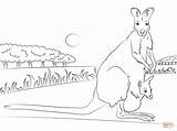 Wallaby Coloring Pages Necked Red Baby Printable Supercoloring Colouring Kangaroo Animal Surfboard Drawing Drawings Animals Crafts Category Australia sketch template