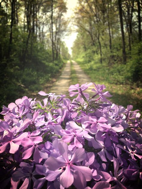 Illinois state fair campgrounds state parks, forests, and preserves springfield, il 46.6 miles nw. Walk one of the many trails near lake shelbyville in the ...
