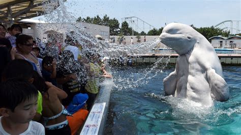 Beluga Whale Cools Down Visitors At Tokyo Aquarium With Surprise Water