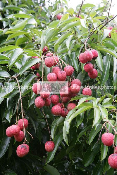 la photothèque | LES PLUS BEAUX JARDINS | Litchi sinenis. Fruit