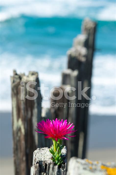 Flowers On Fence Overlooking Pacific Ocean Stock Photo Royalty Free