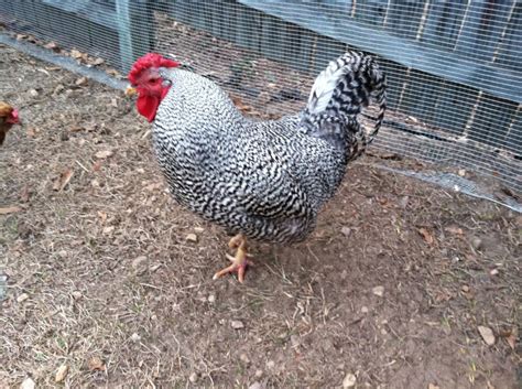 1,000+ rooster pictures & images for free. Show me your cross breeds! Pictures! | Page 3 | BackYard ...