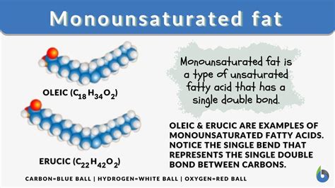 Monounsaturated Fat Definition And Examples Biology Online Dictionary
