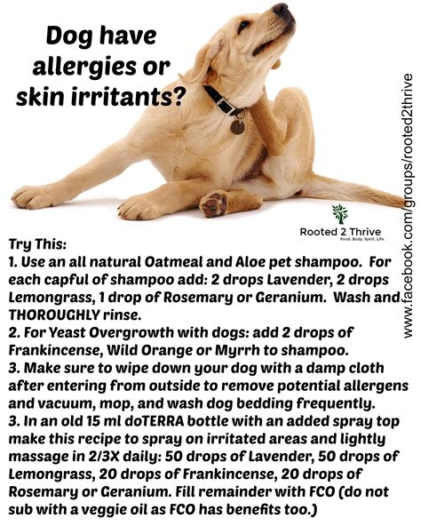 Pin By On Bull Stole My Heart Terriërs Essential Oils Dogs Dog