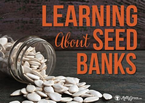 What Are Seed Banks Plus Their Importance To Homesteaders Molly Green
