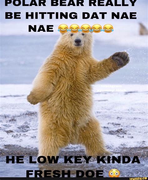 Polar Bear Really Be Hitting Dat Nae Ifunny Polar Bear Funny