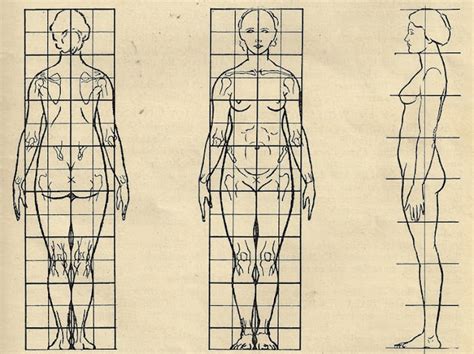 Figure Structure Proportions