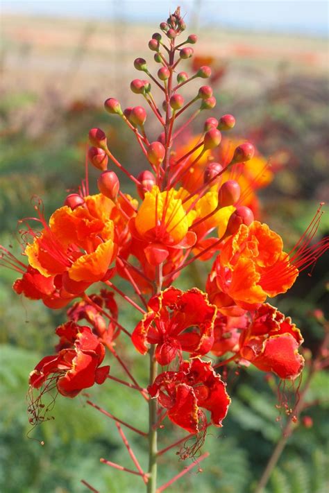 Mexican Bird of Paradise | Arizona plants, Plants, Backyard plants