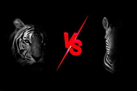 Zebra Vs Tiger A Comparison Of Two Majestic Creatures Just Differences