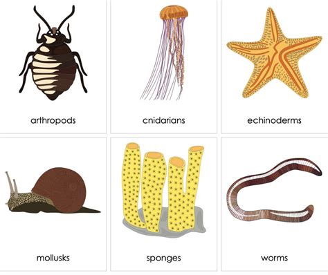 Top 153 Examples Of Invertebrates Animal