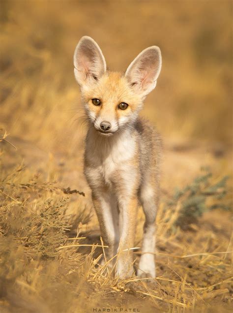 Desert Fox Puppy