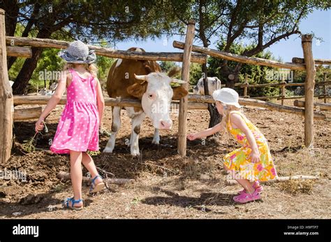 Little Kids Feeding Cow In The Farm Stock Photo Alamy