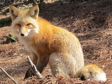 Nature Center Notes Did You Just See A Red Fox Or Gray Fox