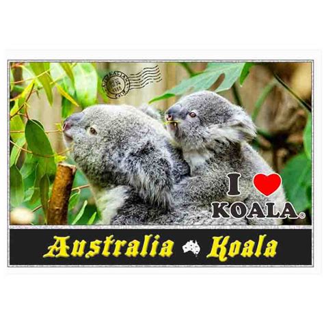 Postcard Koala Baby Memories Of Australia