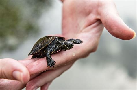 Pet Turtles That Stay Small And Look Cute Forever Turtles That Stay Small Pet Turtle Turtle