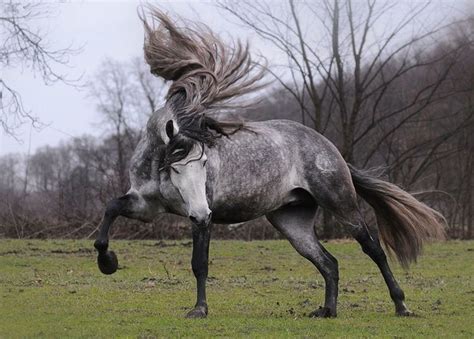 Andalusian Horse ~ Everything You Need To Know With Photos Videos